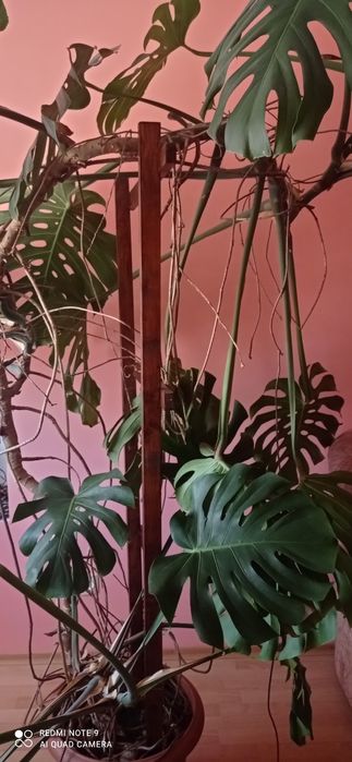 Продам велику Манстеру