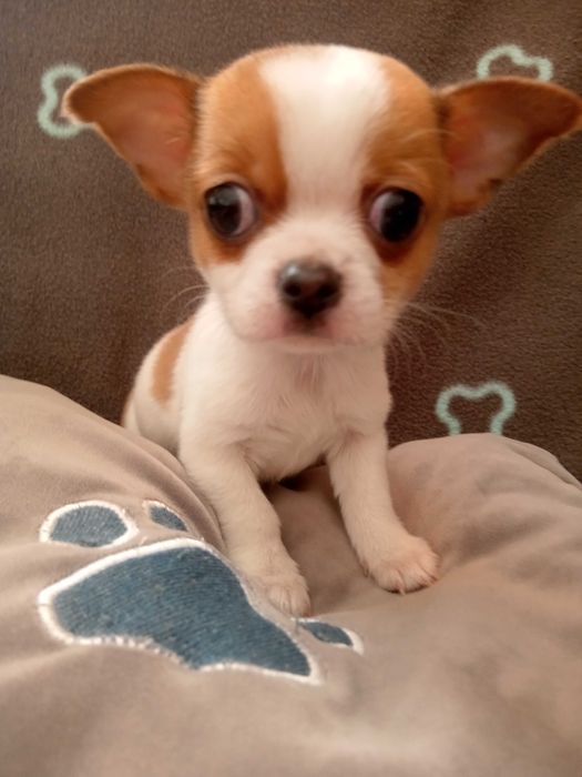 Чихуахуа міні хлопчик