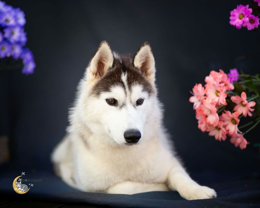 Szczenię Siberian Husky z rodowodem ZKwP/FCIP