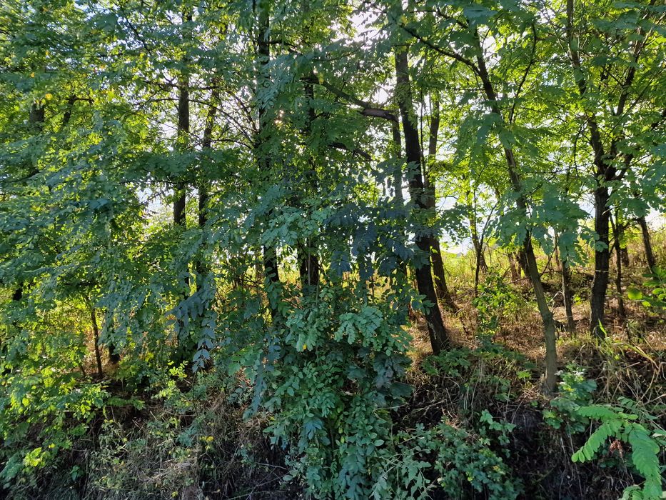 Akacja drzewo do ścięcia