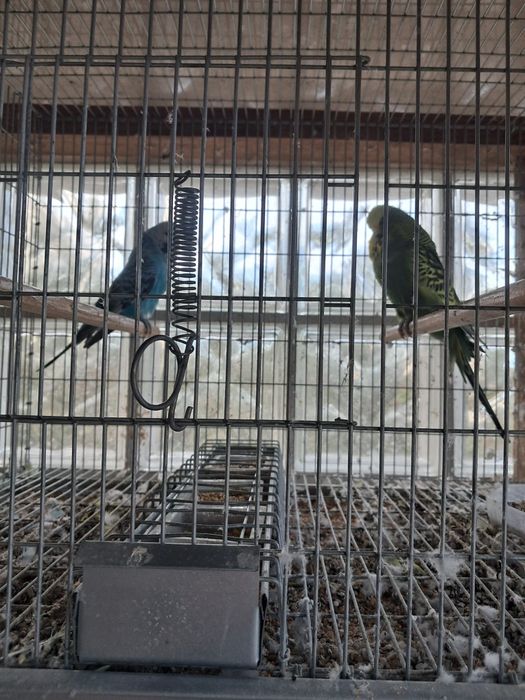 Casal de periquitos Inglês