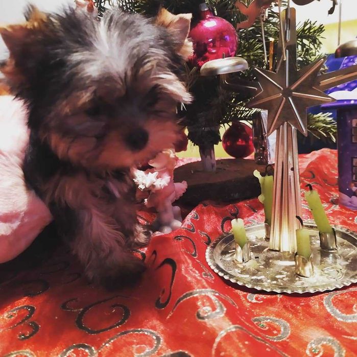 шикарная девочка мини йорк из питомника