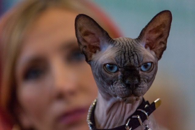 Likwidacja hodowli SPH kochana wspaniały charakter kontaktowa • NAJ!