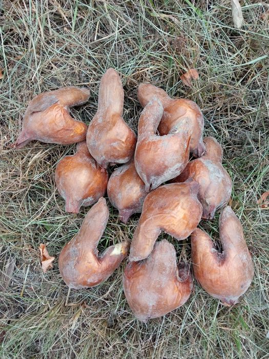 Колхикум цибулини.