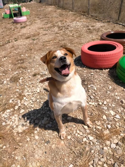 Sebastião - médio grande para adoção