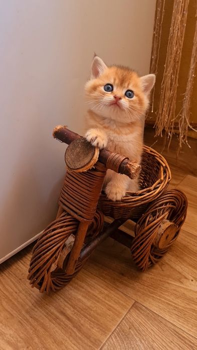 Шикарный мальчик золотая шиншилла