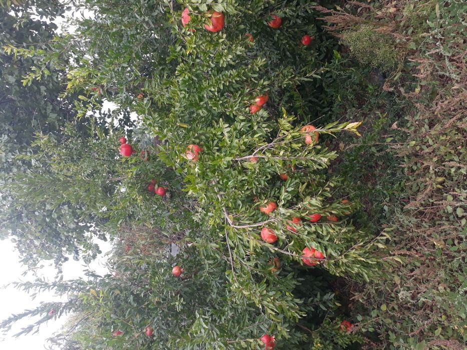 Саженцы граната хурмы персика инжира винограда  плодовых деревьев