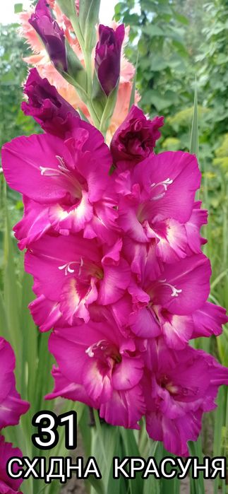 Продам цибулини гладіолусів