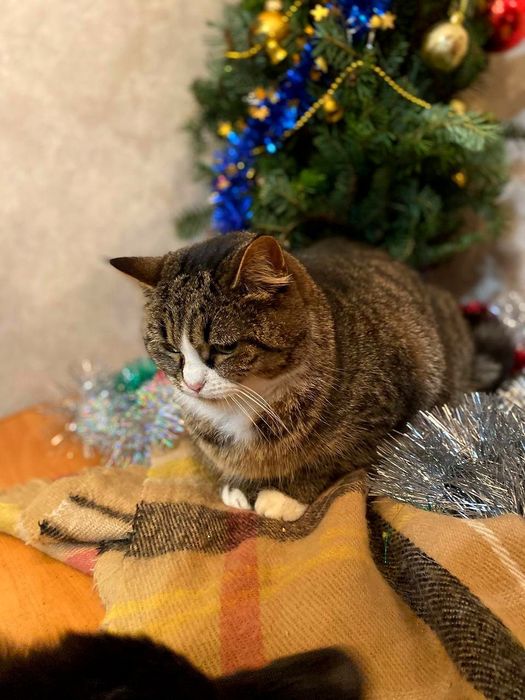 Дуже контактна кішечка, 1,5 роки