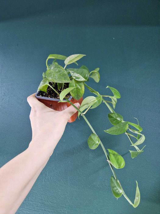 Кімнатні рослини