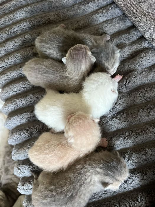 Вязка (кот). Серебристая шиншилла