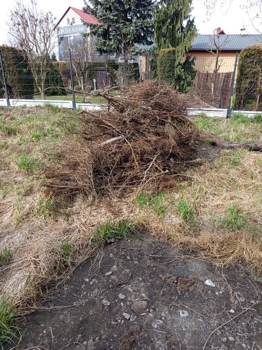 Oddam za darmo drzewo