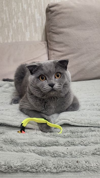 Вязка Шотландский вислоухий  Скоттиш  Фолд