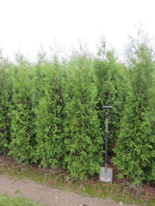 tuja tuje Brabant 250 cm