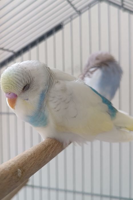 Periquito Australiano macho