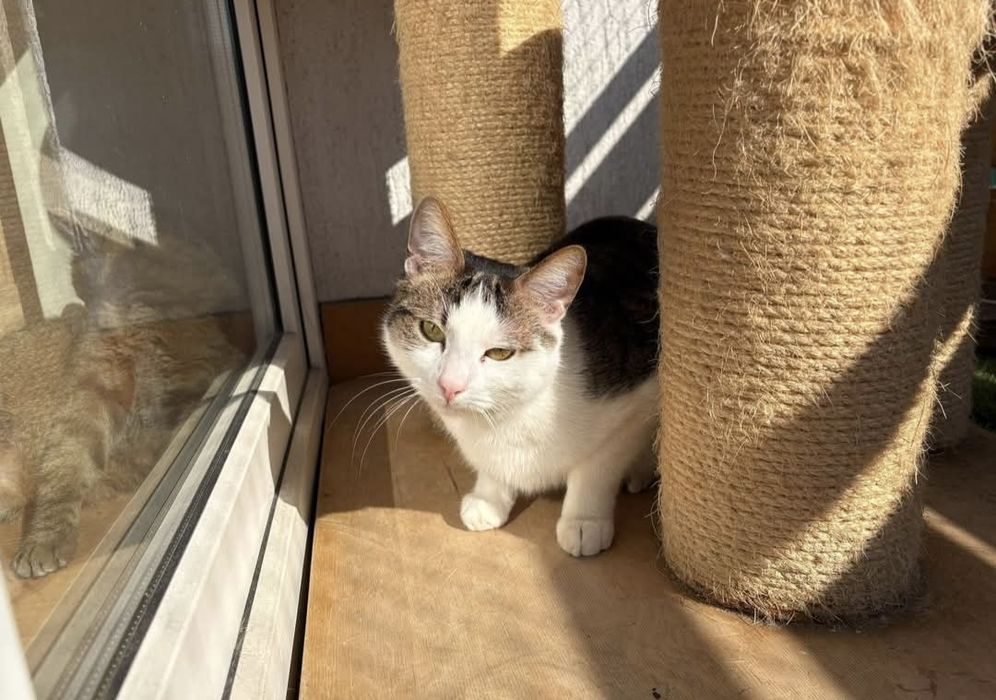 Cudowny kocurek czeka na dom