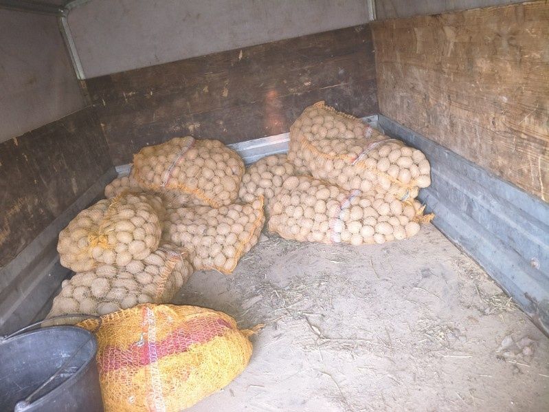 Sadzeniaki ,paszowe