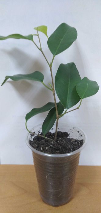 Черенки  фікусів