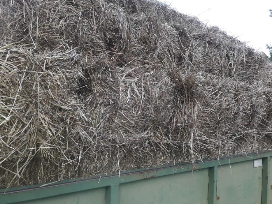 siano w kostkach (2025)