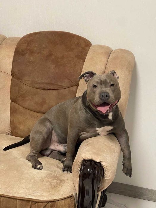 Американський буллі, Стафф, Пітбуль. В'язка. Амбуль.