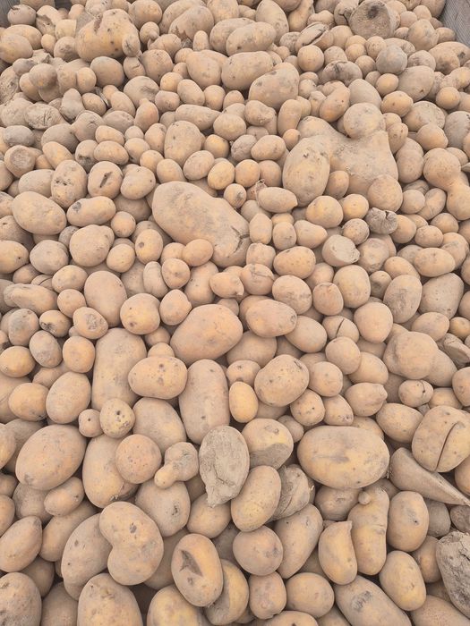 Ziemniaki paszowe odpadowe