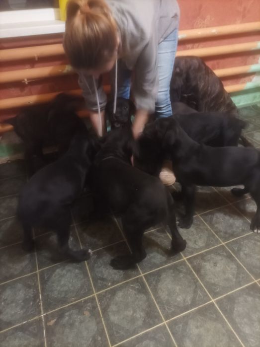 Кане-корсо щенки