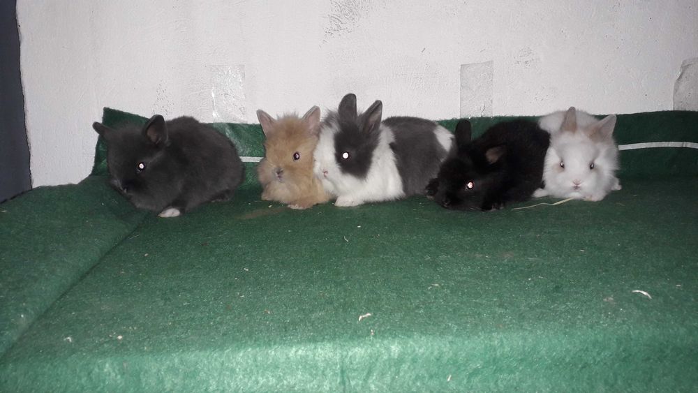 Декоративні карликові кролики