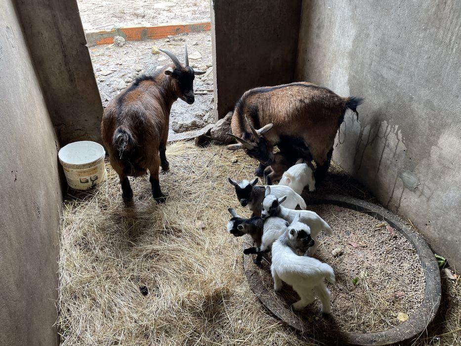 Vou ter para venda 4 casais cada casal 120 boa ninhada