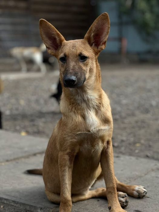 Умка стерилизована