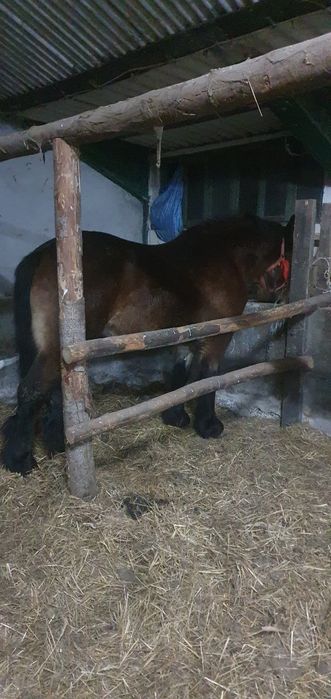 Klacz pkz wstępnie zaprzegana