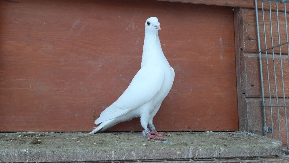 Ptaki pocztowe białe 25r Samiec