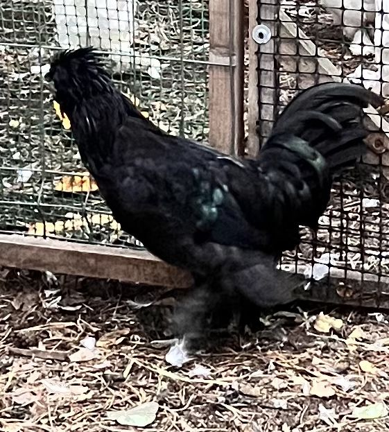 Koguty Sułtan Czarny,Silka.