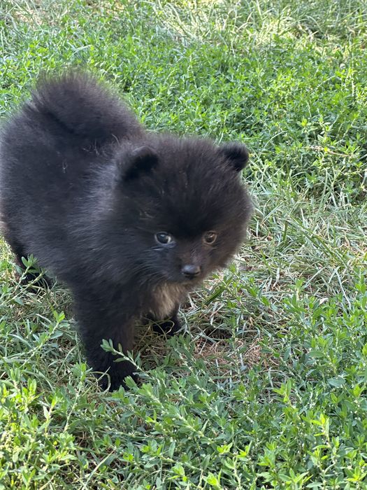 Чарівні малюки померанського шпіца, міні, готові до переїзду