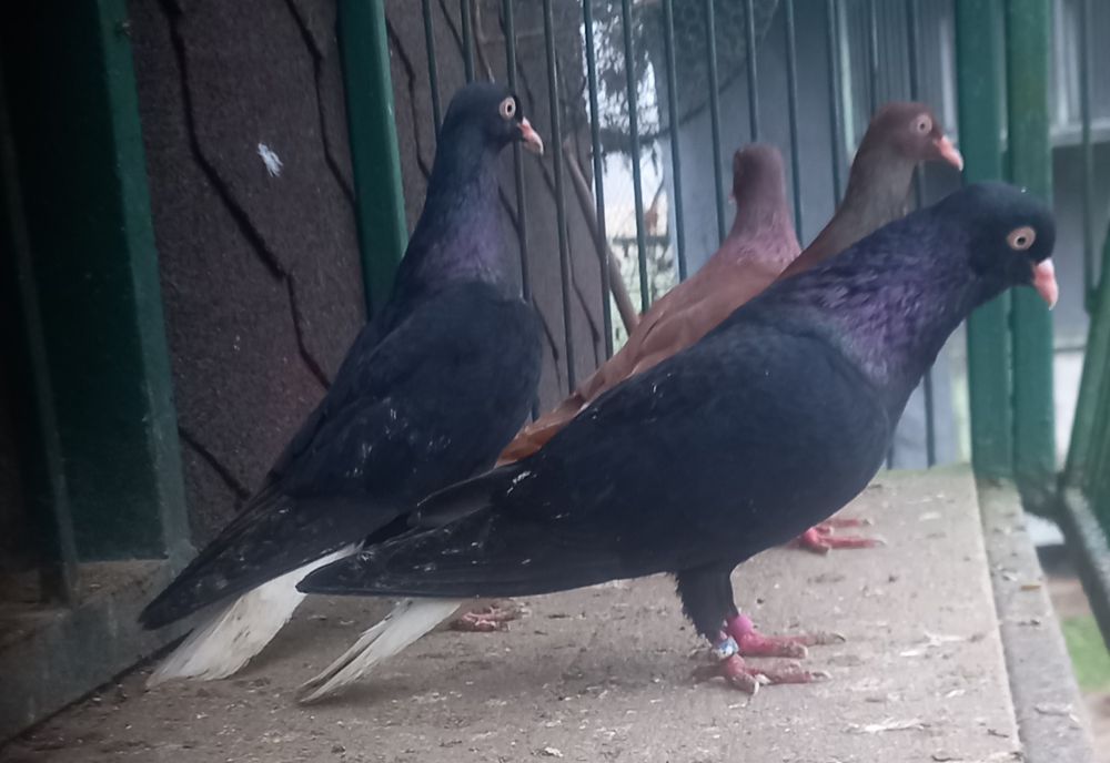 Gołębie wyszwance,wyszwance