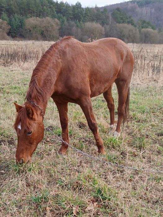 Продається кобила