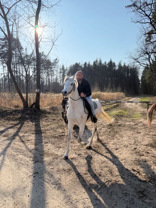 Wałach Czystej Krwi Arabskiej. Arab