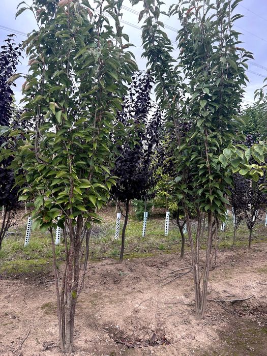 Wiśnia piłkowana Amanogawa, Kanzan,Umbraculiffera i Royal Burgundy