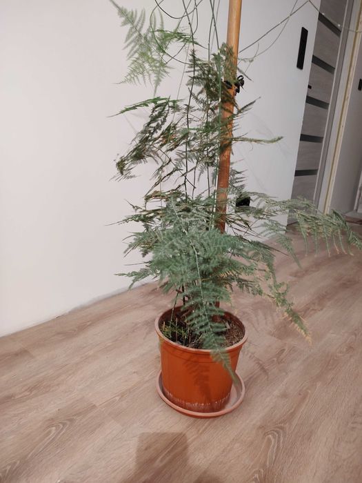 Kwiatek doniczkowy szparag pierzasty duża sadzonka