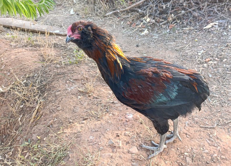 Galo araucano jovem (linha alemã)