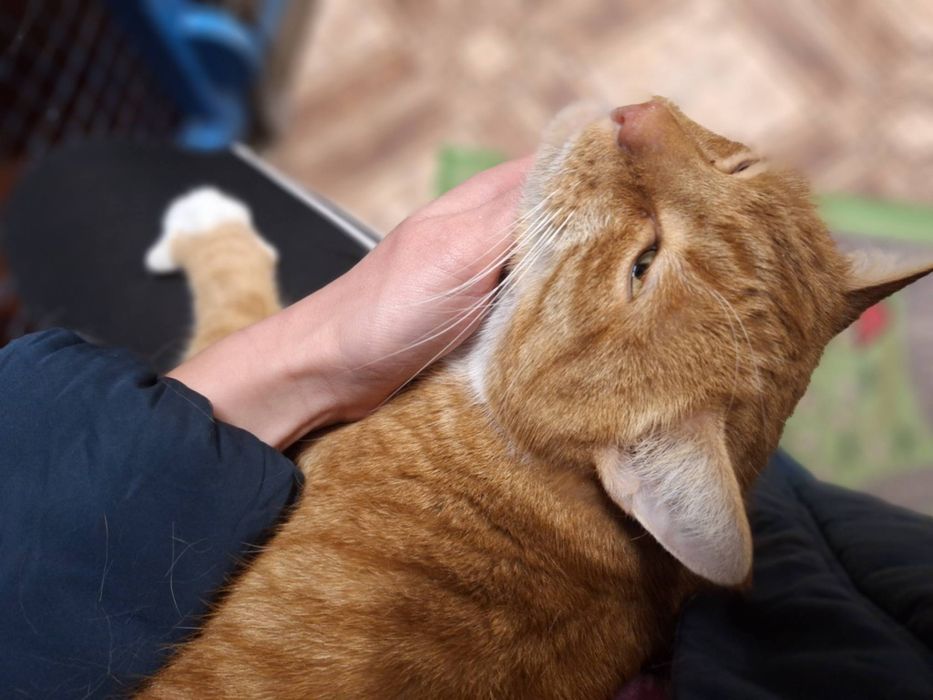 Kochany rudas Pan Ząbek czeka na dom w schronisku