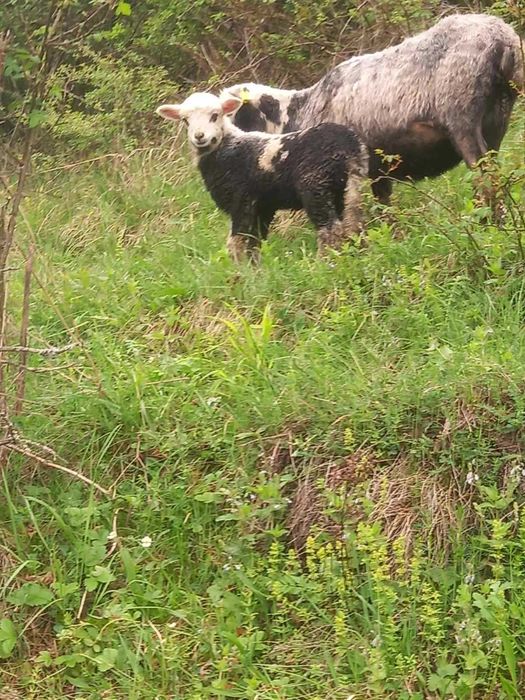 Продаються дорослі вівцематки і кози,можлива доставка