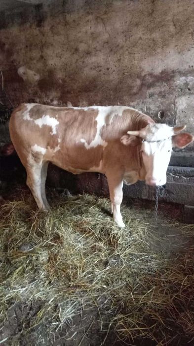 Jałówka roczna czerwona