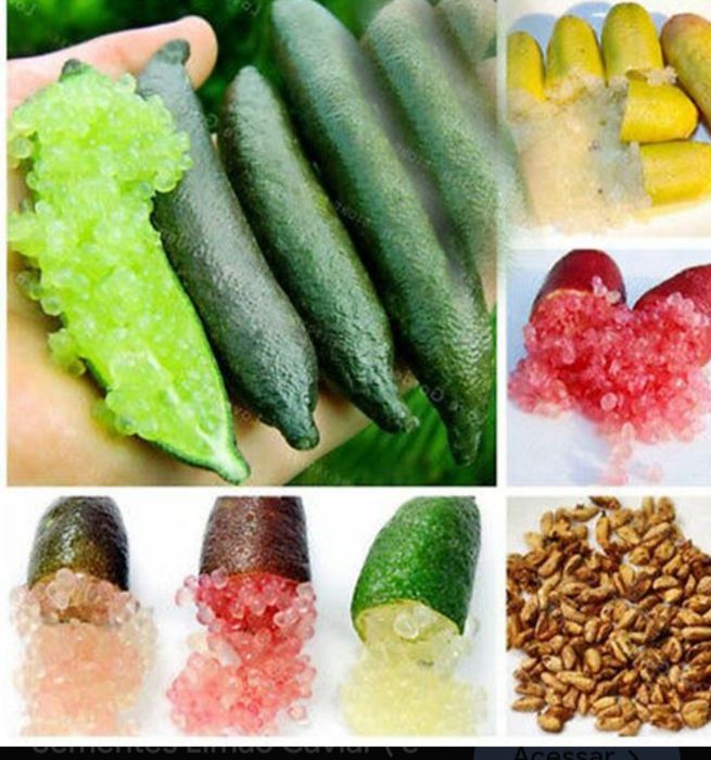 Plantas e árvore Frutiferas