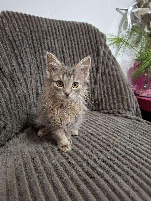 Кошенята 3,5 міс.