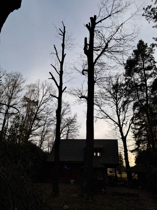 Wycinka drzew, usługi rębakiem, frezowanie pnii