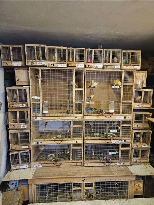 Klatki dla papug i kanarków