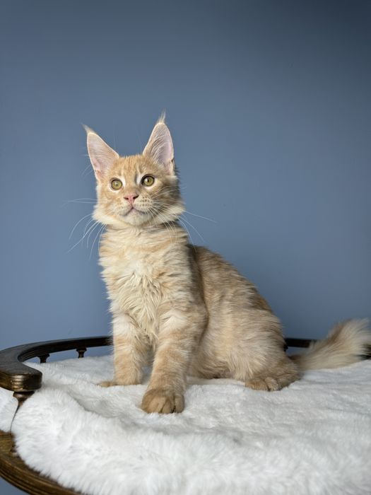 Ласковый лев мальчик мейн кун 3.5 месяца