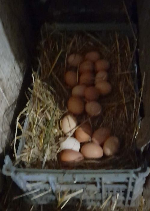 Ovos caseiros e frescos