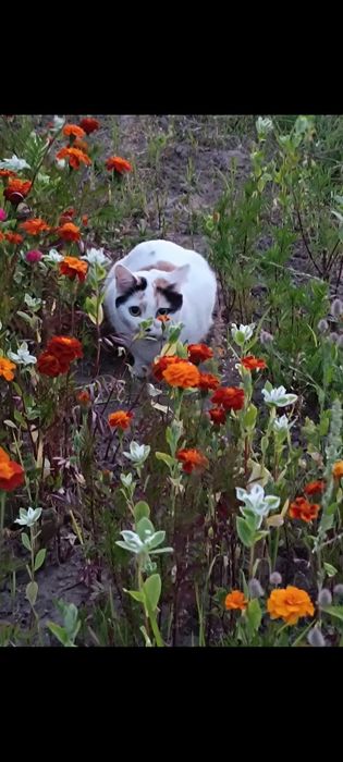 Кошка на передержку