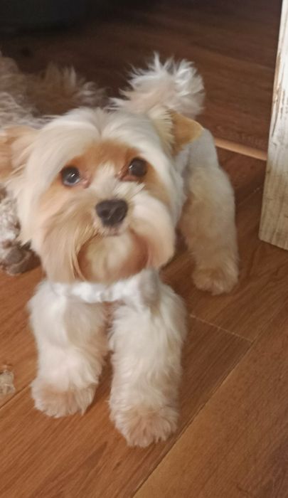 Хлопчик голд аст . Вязка.